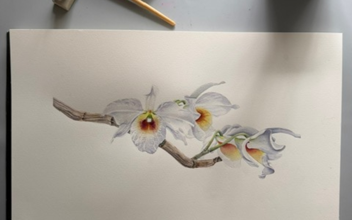 Orchidée par Cris Godoy  - atelier d'aquarelle botanique