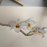 Atelier Aquarelle Botanique