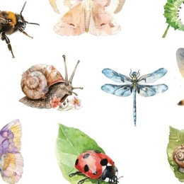Atelier aquarelle insectes