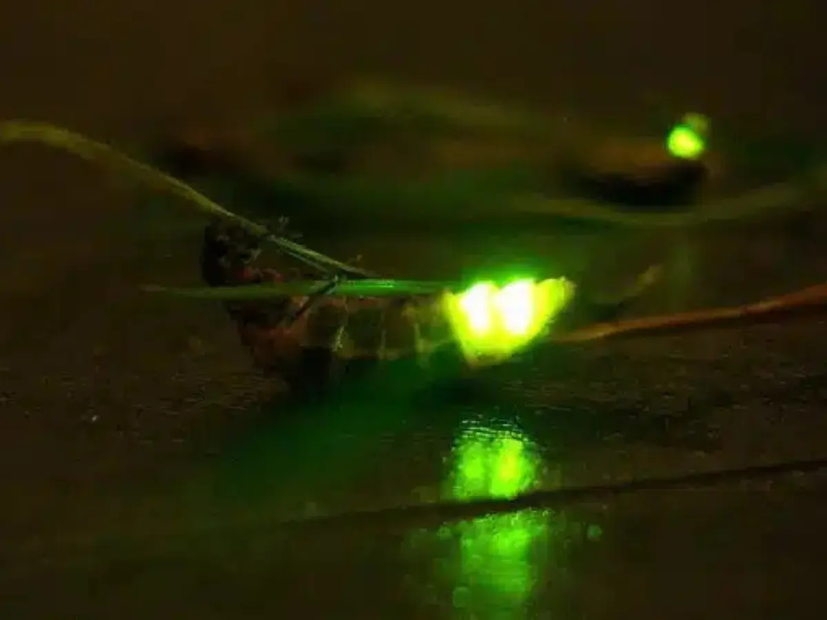 Atelier Astronomie | Lampyre contre-attaque