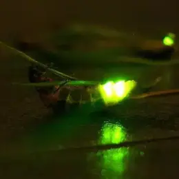 Atelier Astronomie | Lampyre contre-attaque