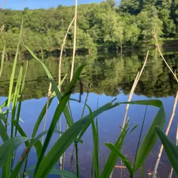Atelier au potager en permaculture: zoom sur la mare et chantier de plantation