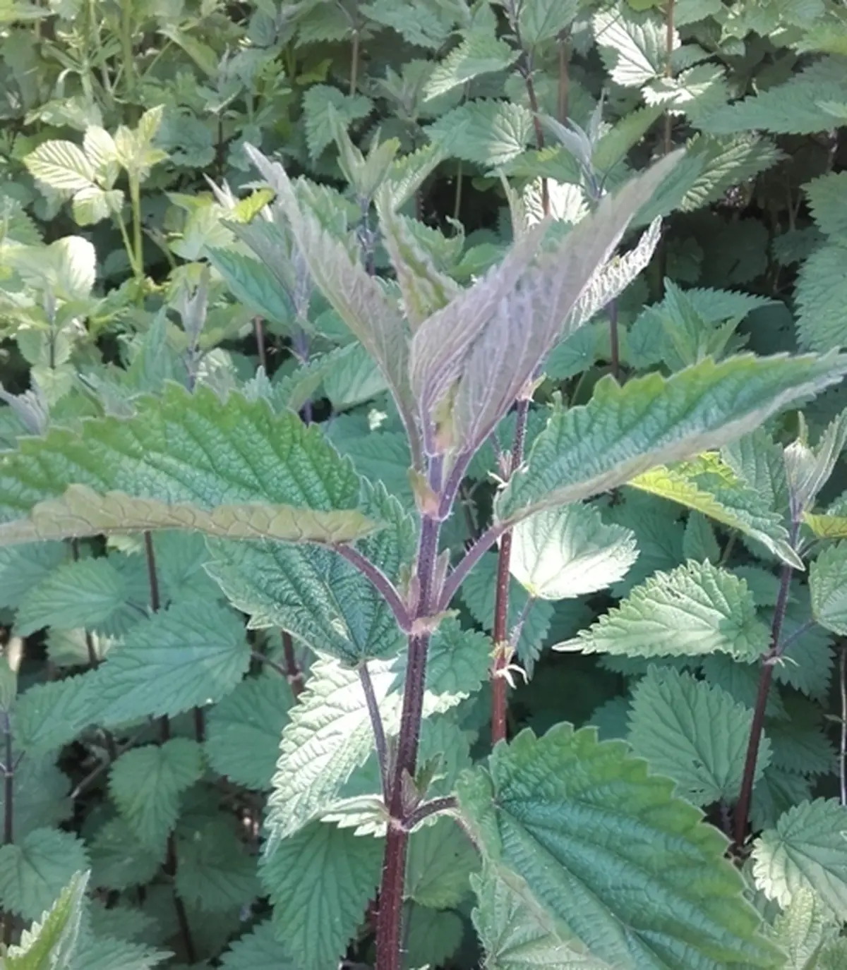 Atelier autour de l'ortie