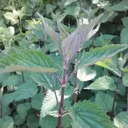 Atelier autour de l'ortie