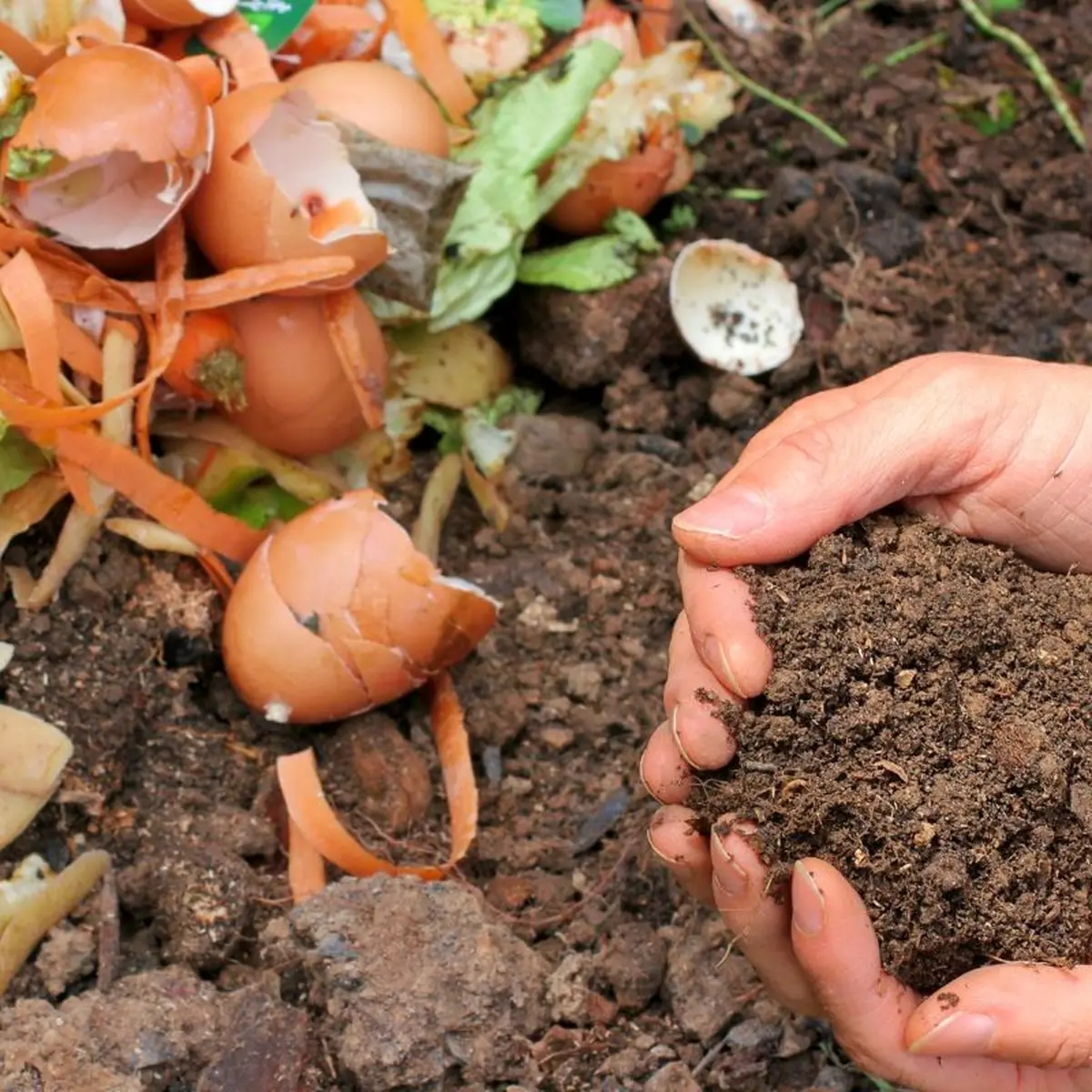 Atelier autour du compostage