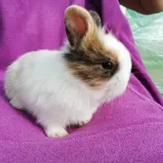 Atelier Baby fermier