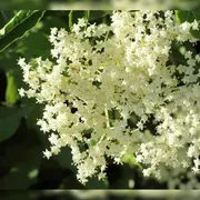 Atelier-balade pétillant de sureau avec Julia Maïer