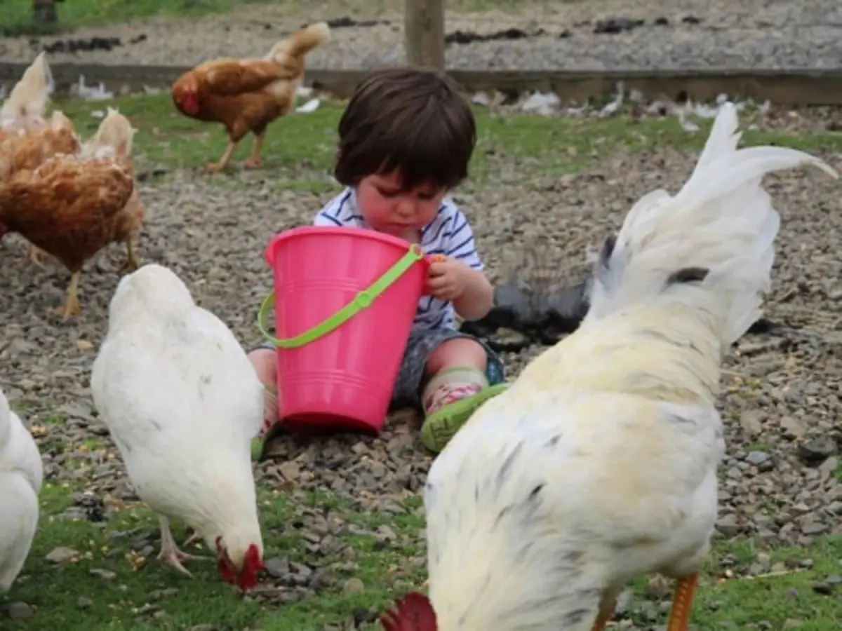 Atelier bébés fermiers à Lanvellec (22)