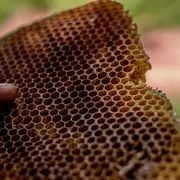 Atelier Beewraps