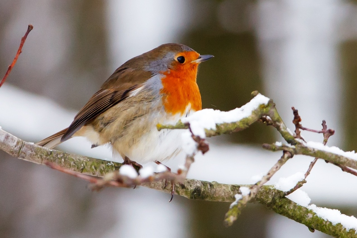 Atelier Bien nourrir les oiseaux au Jardin Bourian