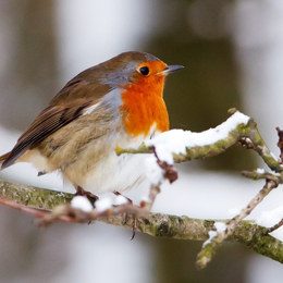 Atelier Bien nourrir les oiseaux au Jardin Bourian
