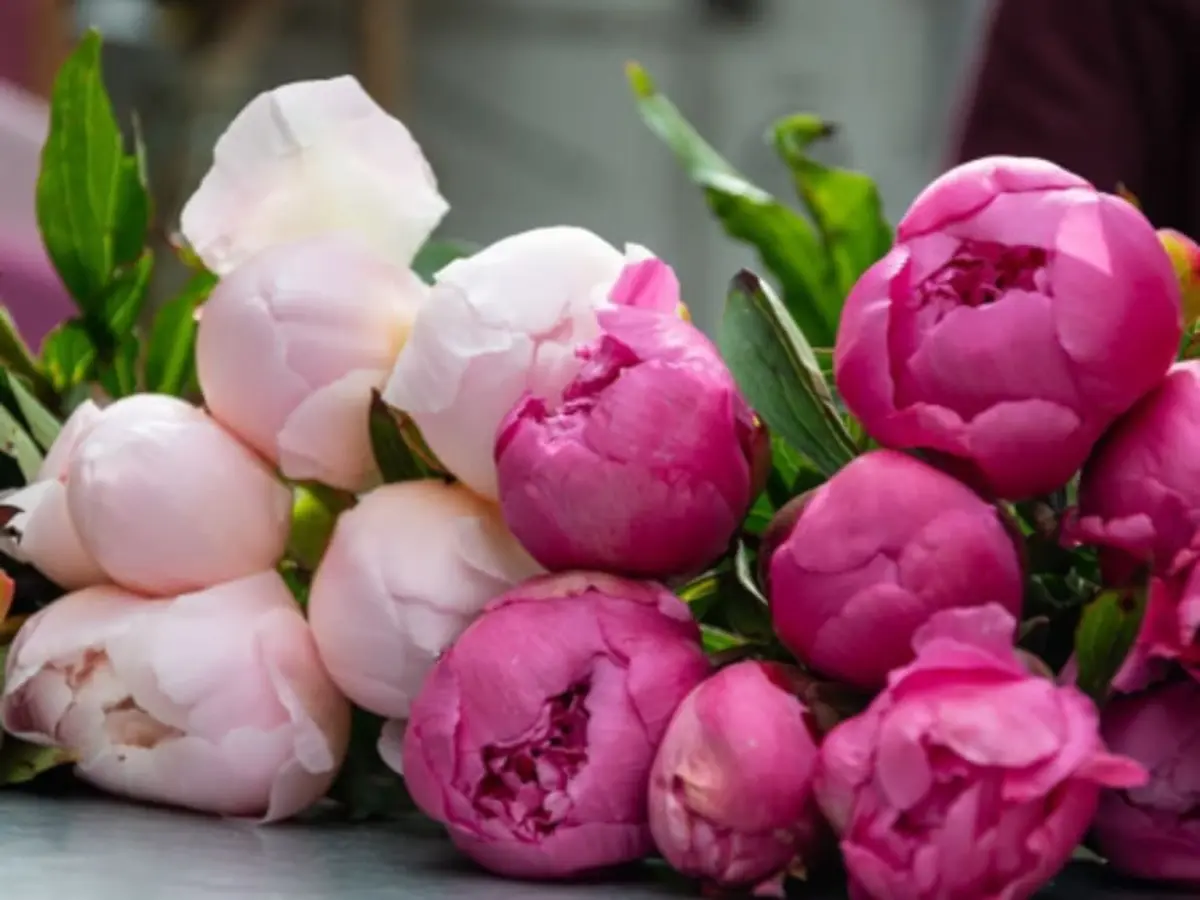 Atelier bouquet de 10 pivoines au labyrinthe de Gally à St-Cyr