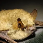 Atelier Brico'nature “Gîte à Chauve-souris”