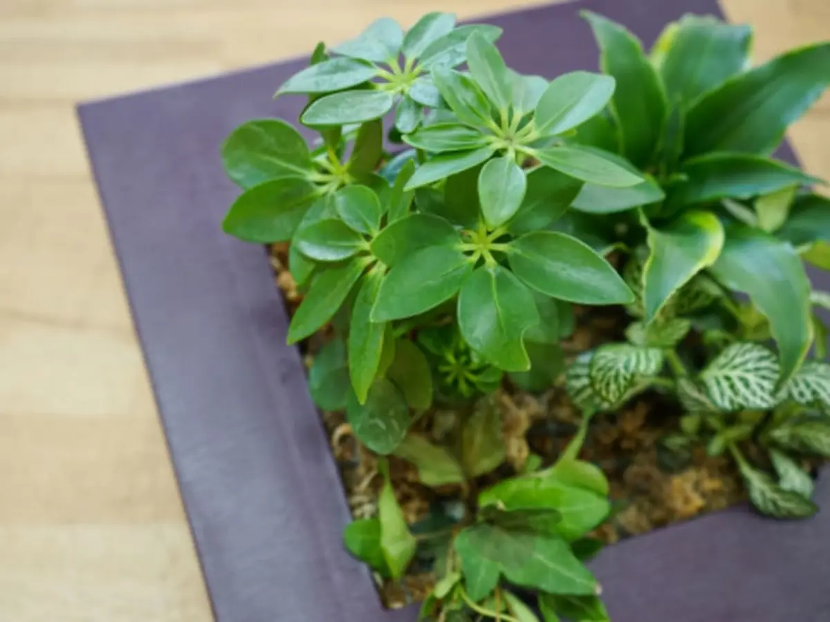 Atelier cadre végétal à Paris 13ème