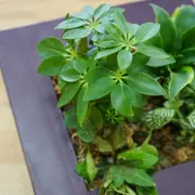 Atelier cadre végétal à Paris 13ème