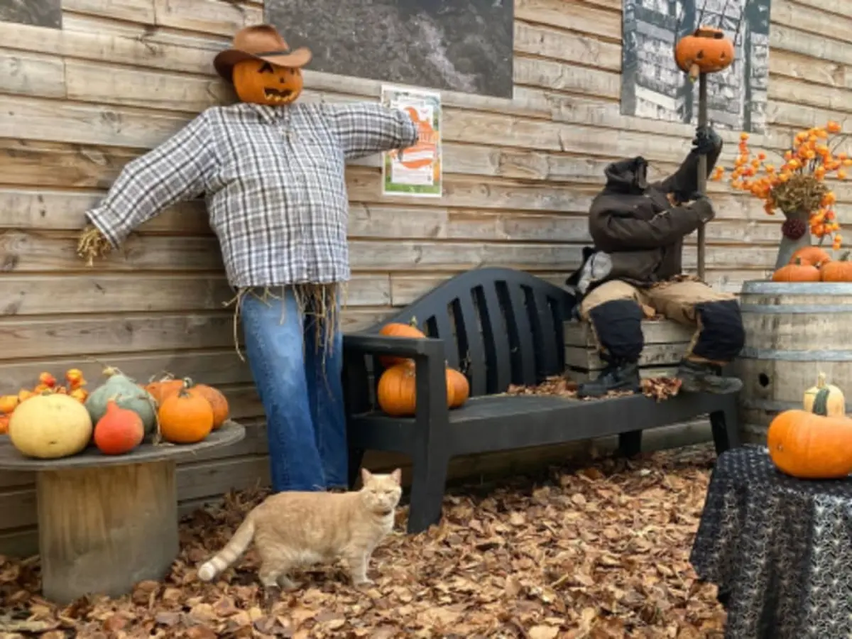 Atelier citrouille & visite de la Ferme de Gally à St-Denis (93)