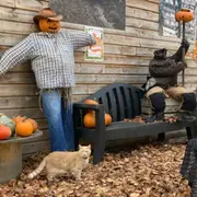 Atelier citrouille & visite de la Ferme de Gally à St-Denis (93)