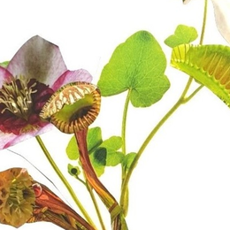 Atelier collage Herbier imaginaire