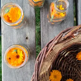 Atelier Confection D'Huiles Avec Des Végétaux Du Jardin