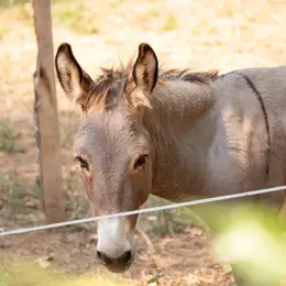 Atelier-conférence sur les animaux à la ferme : initiation à la communication animale