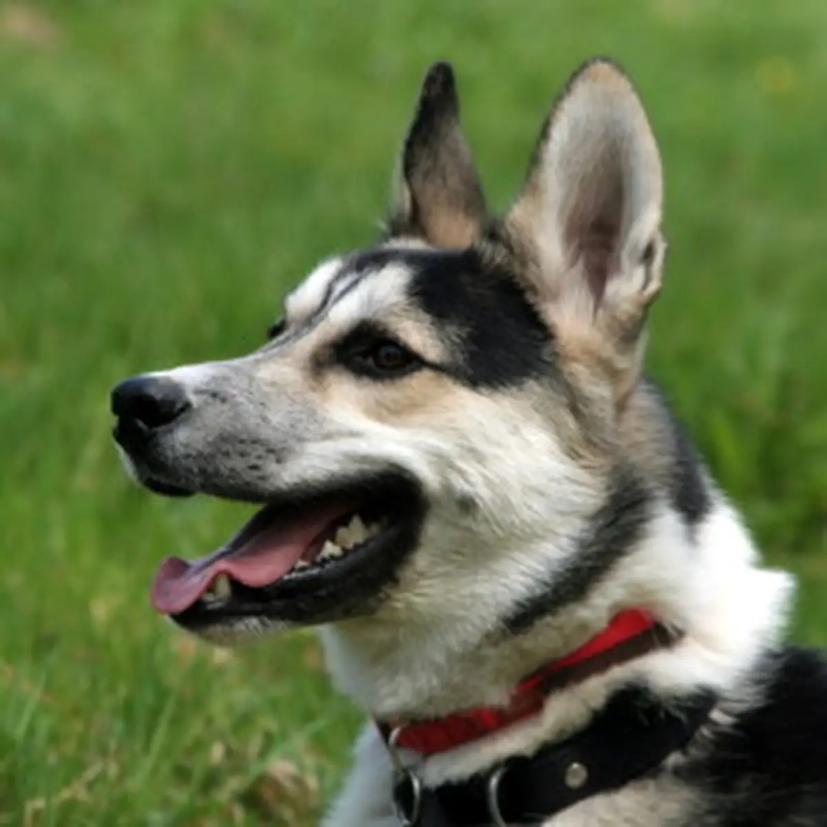 Atelier-conférence sur les animaux à la ferme : prévention morsures de chiens