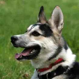 Atelier-conférence sur les animaux à la ferme : prévention morsures de chiens