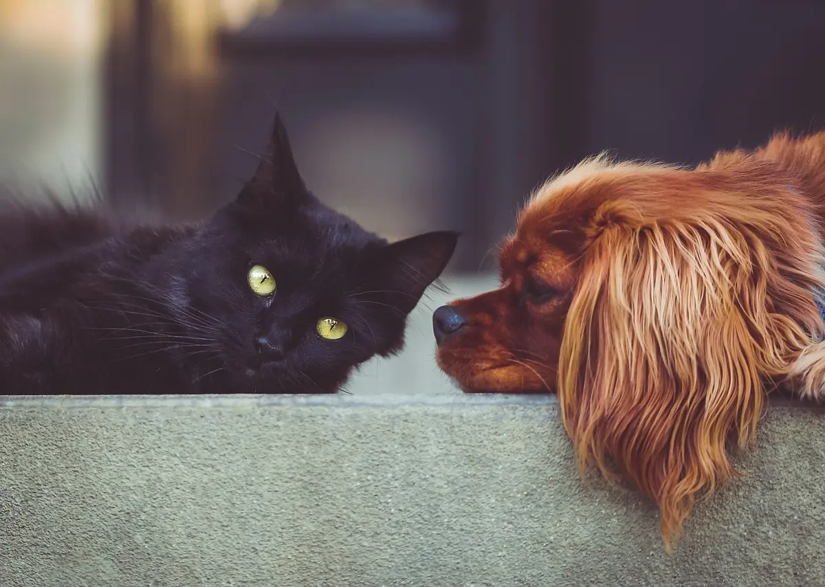 Atelier-conférence sur les animaux à la ferme : soins aux fleurs de Bach pour chiens et chats