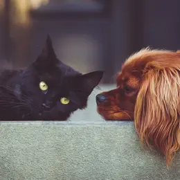Atelier-conférence sur les animaux à la ferme : soins aux fleurs de Bach pour chiens et chats