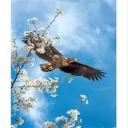 Atelier créatif – Cerf-volant rapace