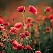 Atelier Créatif De Printemps