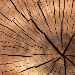 Atelier créatif empreintes d'arbres