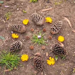 Atelier créatif land’art