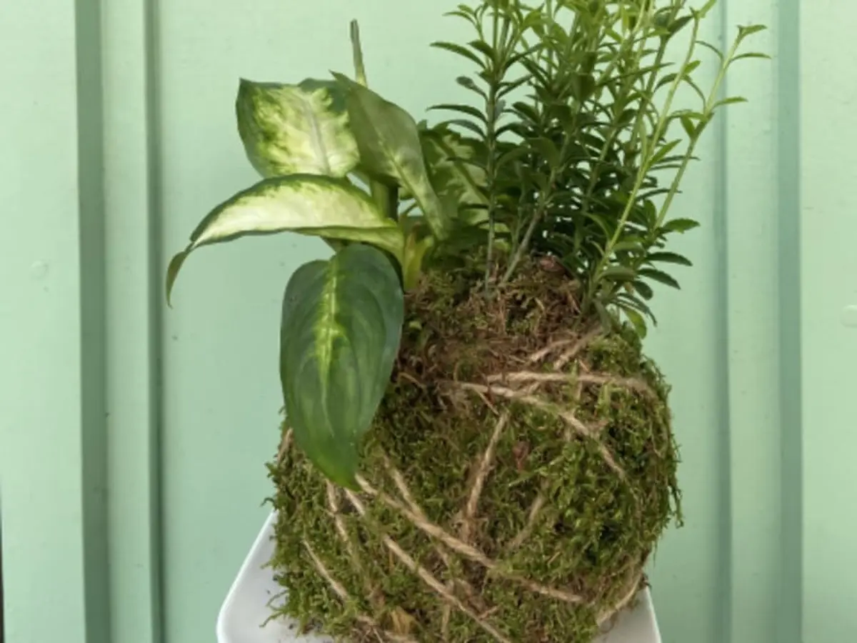 Atelier création d'un kokedama à Paris 20ème