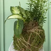 Atelier création d'un kokedama à Paris 20ème