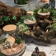 Atelier création d'un terrarium à Darnetal (76)