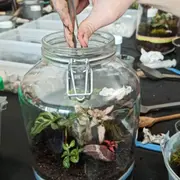 Atelier création d'un terrarium à Dijon (21)