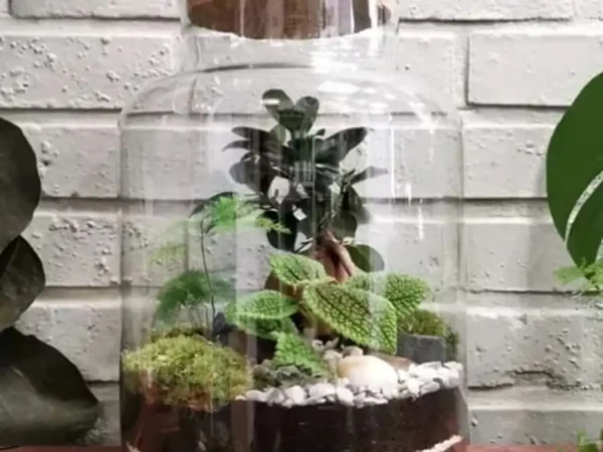 Atelier création d'un terrarium à Jouy-en-Josas (78)