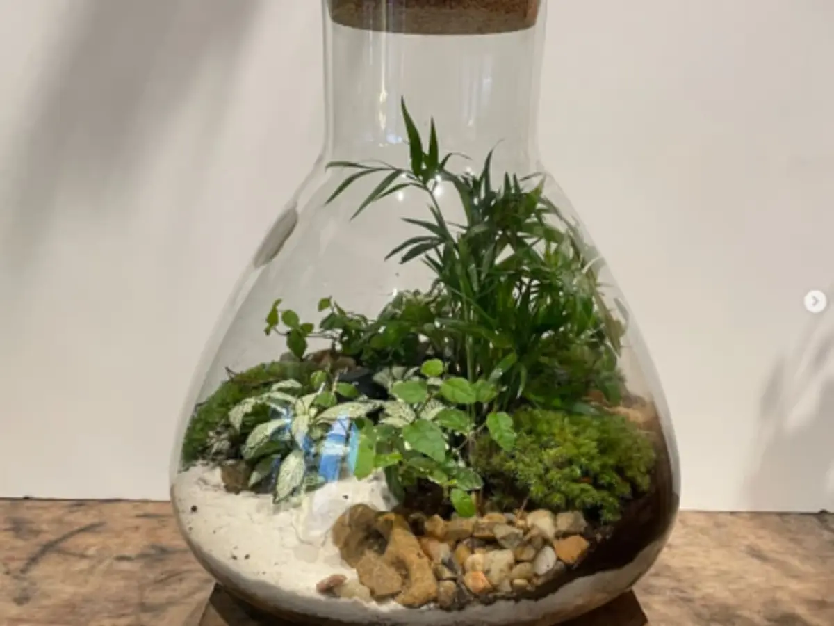 Atelier création d'un terrarium  à Nantes (44)
