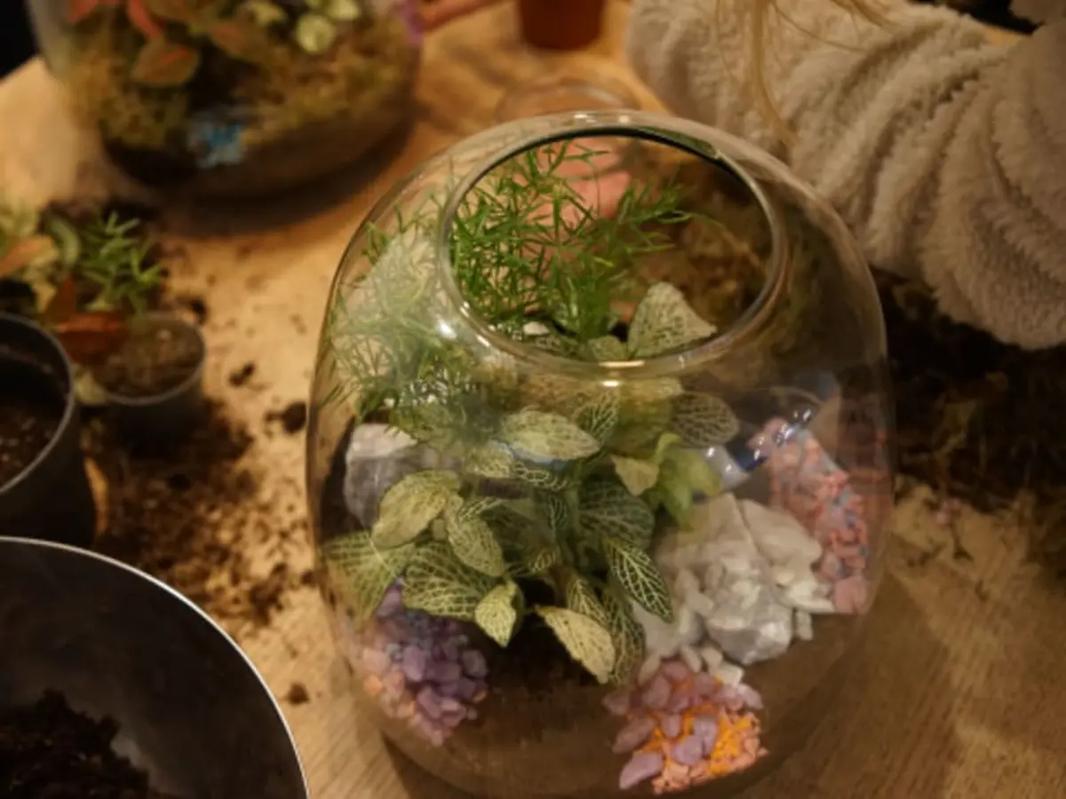 Atelier création d'un Terrarium à Paris 11ème