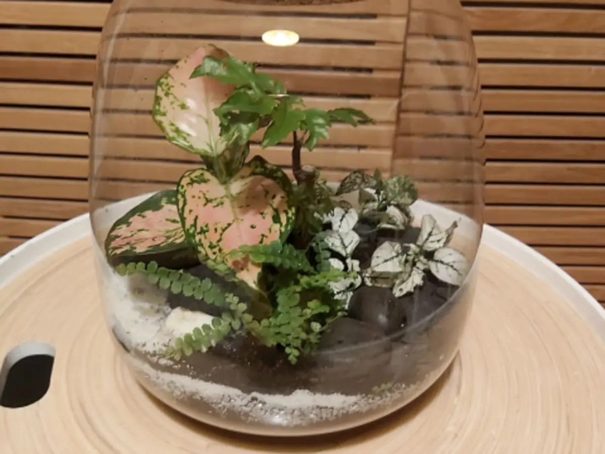 Atelier création d’un terrarium à Paris  20ème