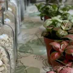 Atelier création d'un terrarium à Reims (51)
