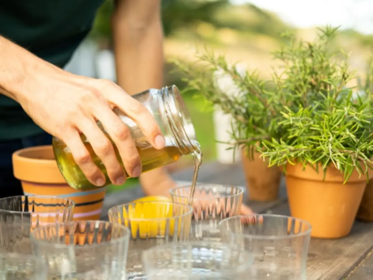 Atelier création d'une bouture et d'un sirop près de Lyon (69)
