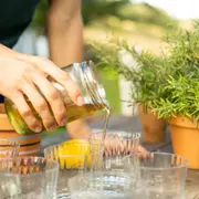 Atelier création d'une bouture et d'un sirop près de Lyon (69)