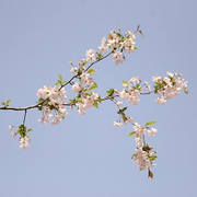 Atelier création d'une branche de cerisier en peinture