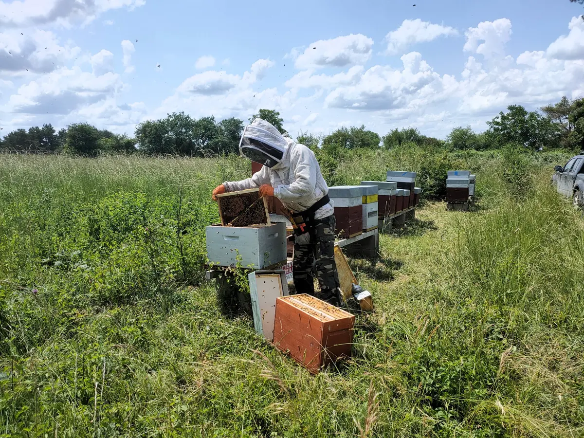 Atelier création de bougies à la cire naturelle d’abeille