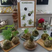 Atelier création Kokedama à Tours (37)