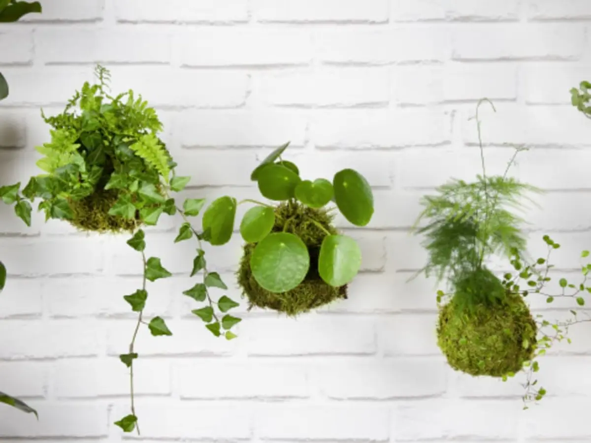 Atelier création Kokedama chez Truffaut Blois