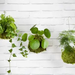 Atelier création Kokedama chez Truffaut Blois