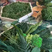 Atelier création trio de cadre végétal à Lille (59)