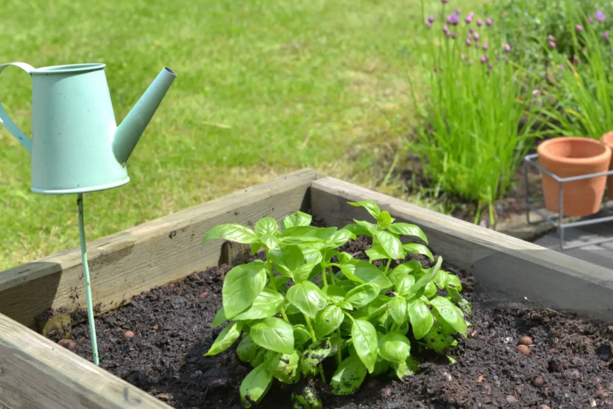 Atelier : Créer votre jardin de plantes aromatiques